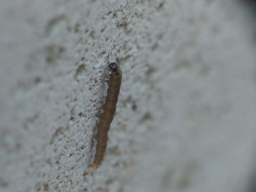 Bryotropha sp.
